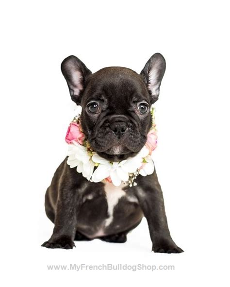 Are You Ready For Yet Another Cute Little Frenchie To Make You Smile Like This Post Then Share