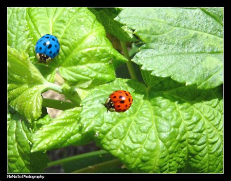 Ladybugs Photo Blue And Red Ladybirds Ladybug Ladybug Photo Ladybird