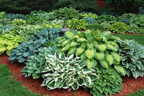 21 Ideas For Beautiful Garden Design And Yard Landscaping With Hostas