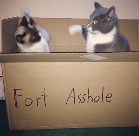 Nothing Like A Cat Fight In The Ol Fort Lolcats Lol Cat Memes