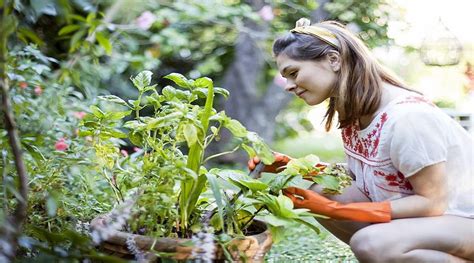 Garden Therapy 5 Herbs For A Happier Healthier You Nectar Mortgages