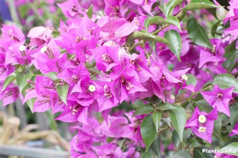 Bougainvillea Plant Care How To Grow And Prune This Flower Plantopedia