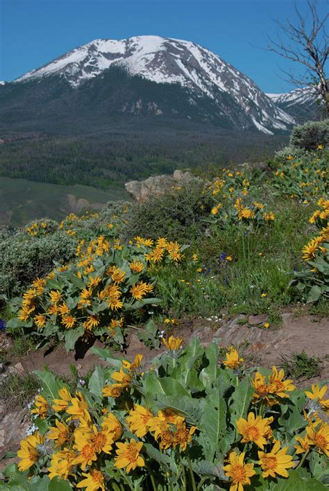 Colorado Spring Wildflower And Mountain Portrait Photograph By Cascade
