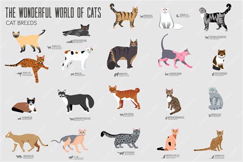 Premium Vector Breed Cats Icons Set Illustration
