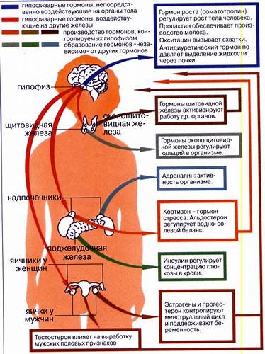 Как после гормональных препаратов похудеть