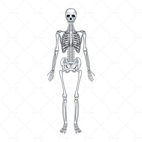 Human Skeleton Vector Ai