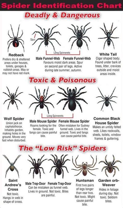 Spider Identification Chart Southern California