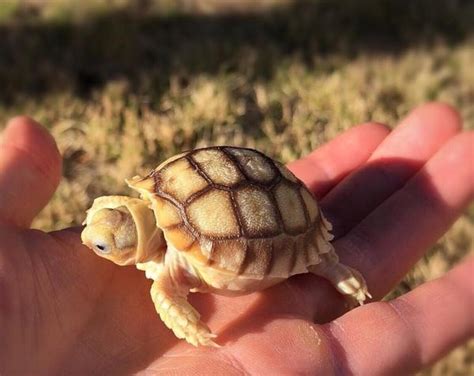 African Spurred Sulcata Tortoises Ubicaciondepersonas Cdmx Gob Mx