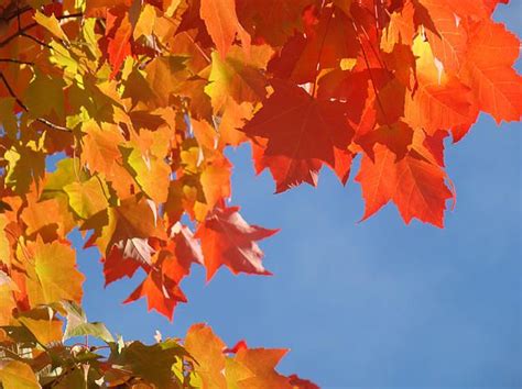 Bright Bold Colorful Big Autumn Leaves Red Orange Green Fall Trees Blue