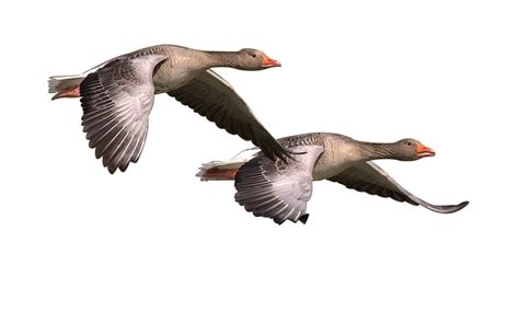 goose png clipart png all
