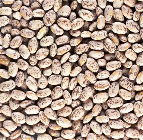 Most bean seeds remain viable and edible for at least two years. How to Grow a Plant From a Pinto Bean in a Ziploc Bag | Hunker