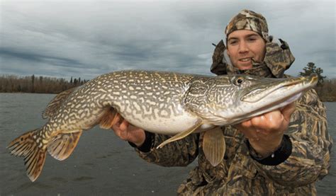 Pike Fishing Lake Coeur D Alene All About Fishing