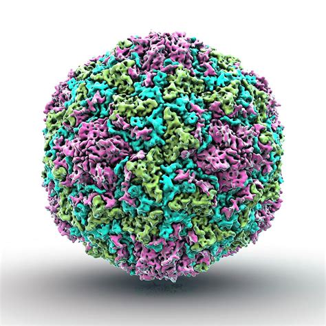 Echovirus Particle Photograph By Science Photo Libary