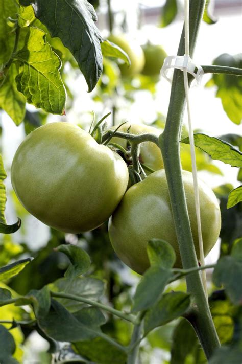 Discover how and when to harvest tomatillos, including tips for how to tell when tomatillos are ripe and ready to pick! What's the Difference Between Green Tomatoes and ...