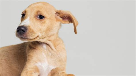Why Dogs Have Floppy Ears Abc News