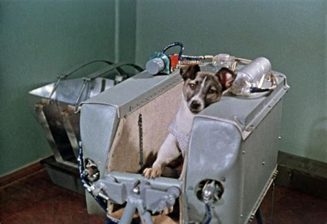 Hace 60 Años La Perra Laika Orbitaba Por Primera Vez La Tierra Y Abría