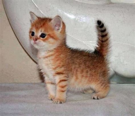 Munchkin Kittens Cutest Cute Cats Baby Animals