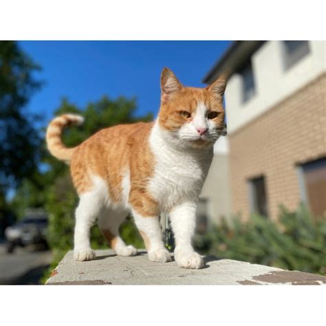 Ginger Male Domestic Short Hair Cat In Nsw Petrescue