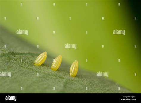 Cabbage White Butterfly Eggs On Broccoli Stock Photo Alamy