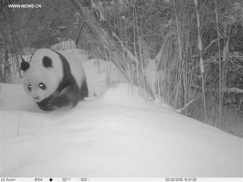 Infrared Cameras Record Wild Giant Pandas Cn