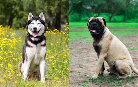 All About The Husky Mastiff Mix With Pictures