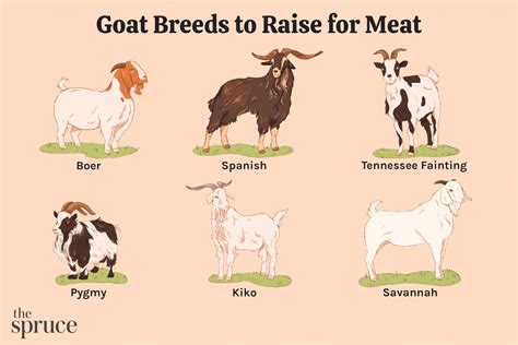 15 Best Goat Breeds To Raise For Meat