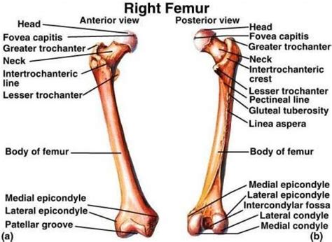 Femur Labelled Anatomy Hip Anatomy Neck Fracture