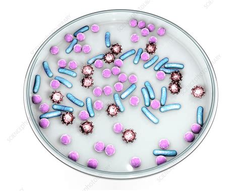Petri Dish With Microbes Illustration Stock Image F0168822