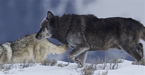 Yellowstone Wolf Tours Winter Wolf Tours In Yellowstone National Park