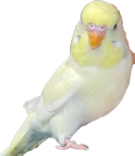 Im Not A Breeder But Im Really Interested In Budgie Genetics This Is