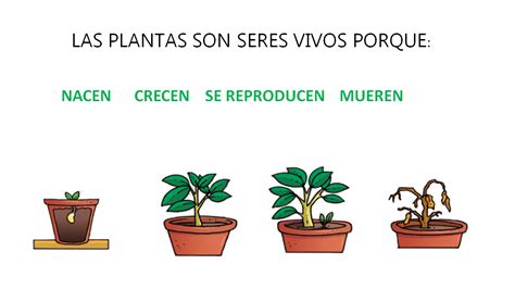 La Clase De Marta Las Plantas Son Seres Vivos