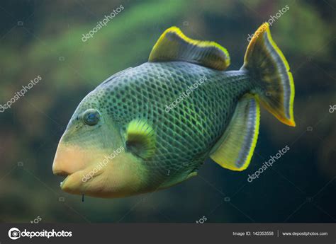 Yellowmargin Marine Triggerfish — Stock Photo © Wrangel 142353558