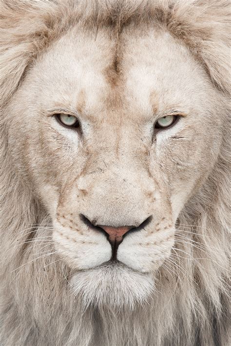 White Lion Wallpapers High Quality Download Free