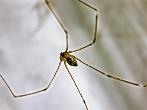 Araña de patas largas de papá pholcus phalangioides o araña de granero