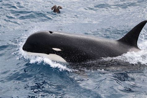 Off Coast Of Chile Scientists Discover Distinctive Orcas Maybe New