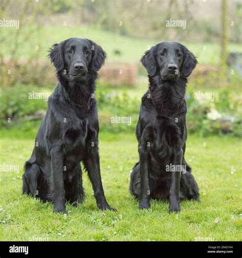 Flat Coat Retriever Eye Hi Res Stock Photography And Images Alamy