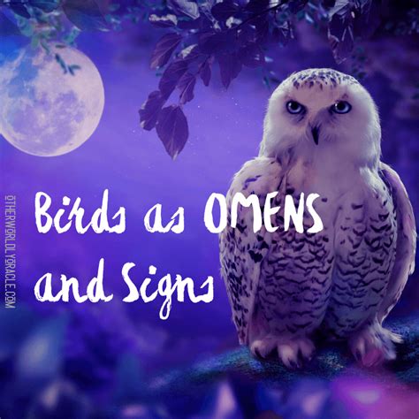Birds As Omens And Signs Crows Owls Birds In The House And More
