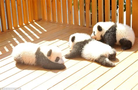 Three Fluffy Panda Cubs Debut At Chinese Bredding Centre Daily Mail