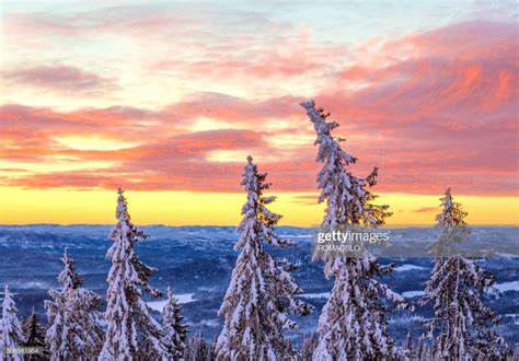 Snow Covered Spruce Tree Forest At Sunset In January Oslo Norway