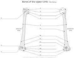 anatomy labeling worksheets - Google Search | I Heart Anatomy | Anatomy