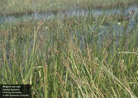 Invasive Grasses Rushes And Sedges In South Florida Southwest