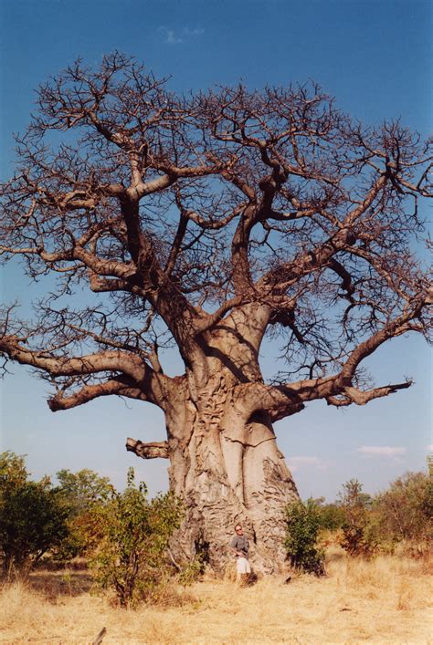 Madagascar Baobab Tree