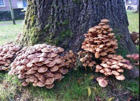 Armilleria Fungus Root Rot Honey Mushrooms My Dead Trees