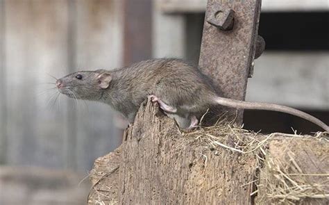Blog What Anna Property Owners Ought To Know About Rat Control