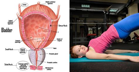 6 Simple Pelvic Strengthening Exercises To Help You Control Your Bladder Top Health Remedies
