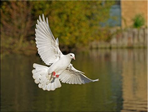 On The Wings Dove Pictures Beautiful Birds Bird Photography