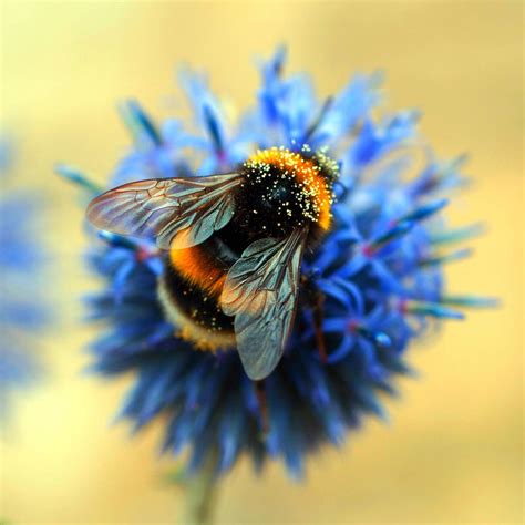 Bumble Bee By Adam F Bumble Bee Bee Bee Art