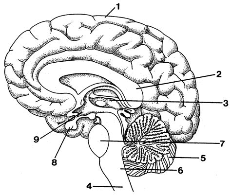 Brain Diagram Psychology Steinbauer Diagram Quizlet
