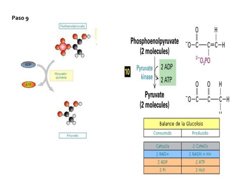 Glucolisis Y Respiracion Ppt