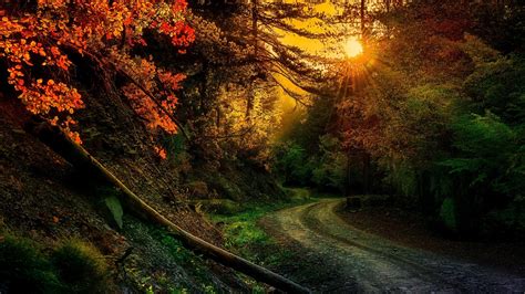 Nature Photography Landscape Forest Fall Trees Sunset Path Dirt Road Sun Rays Sunlight